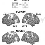 brain chess players brain